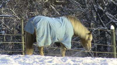 Haflinger mit Decke